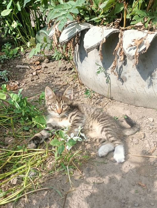 Отдам котиков в добрые