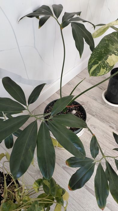 крупномеры филодендроны сортовые, монстеры, сингониумы, эпипремнумы