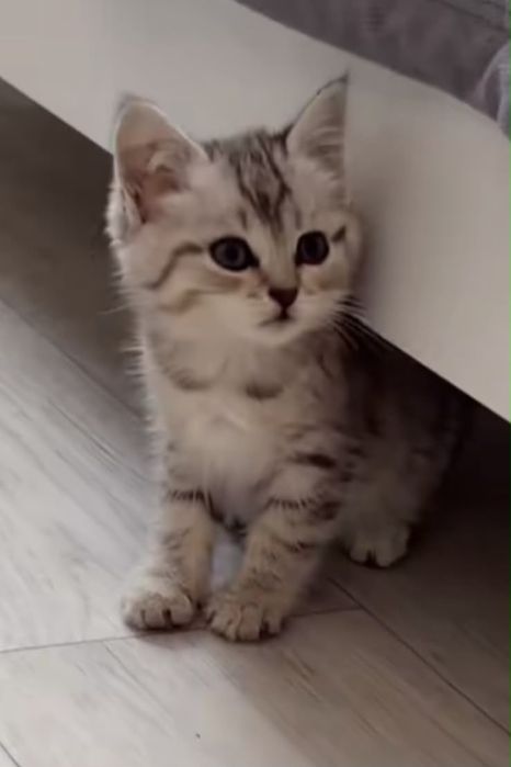 Котенок 2 месячный