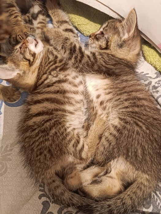 Котята девочки и мальчик