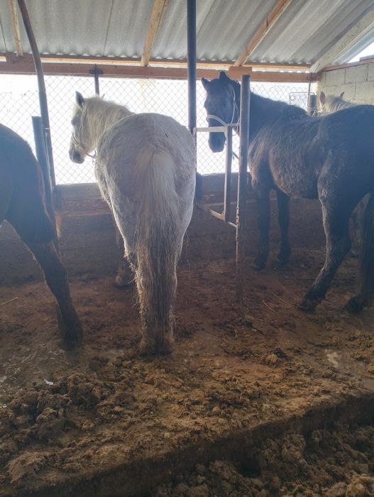 Бордақы биелер сатылады