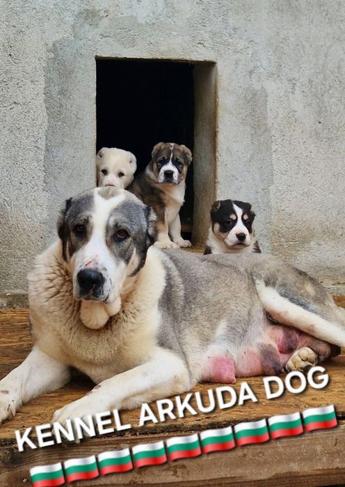 Средноазиатска овчарка