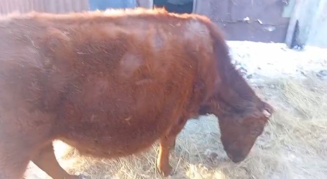 Продам глубокостельных коров