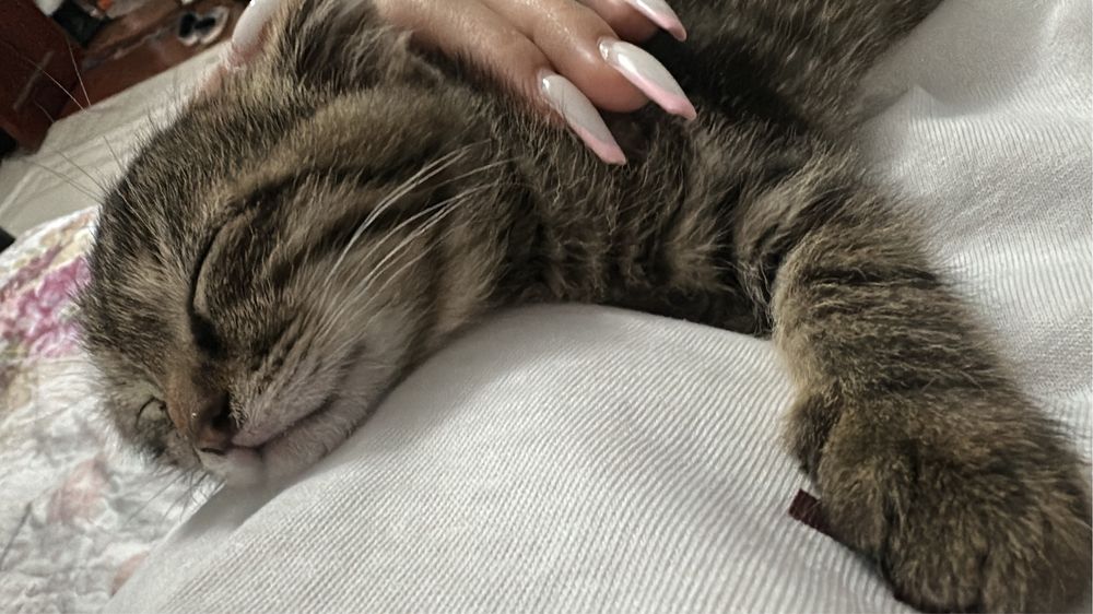 Вислоухий котенок 2мес