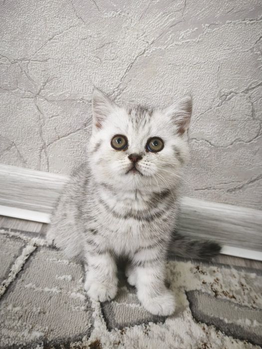 Шотландские котята