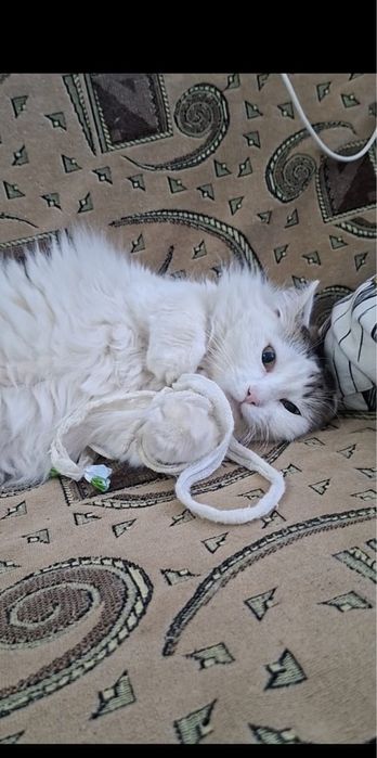 Прекрасная кошечка Ева в добрые руки!