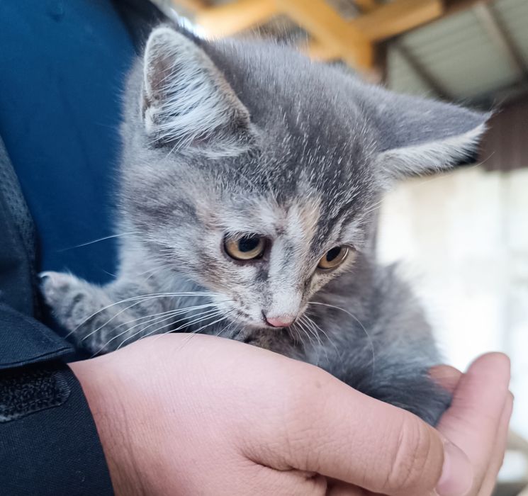 Отдам котенка,к лотку приучена