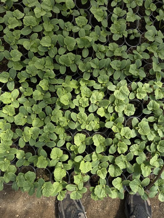 Разсад домати ранни- директно от производител!