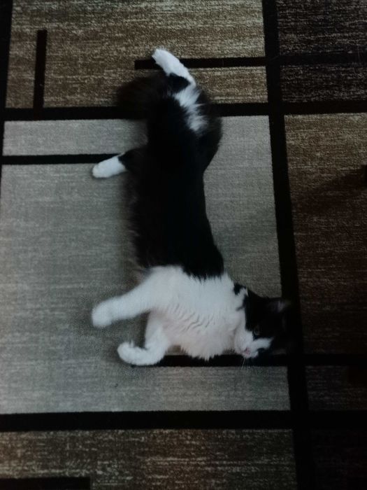 Пухкаво коте търси нов дом