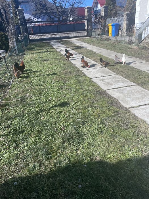 Oua de incubat de la gainile din poze !