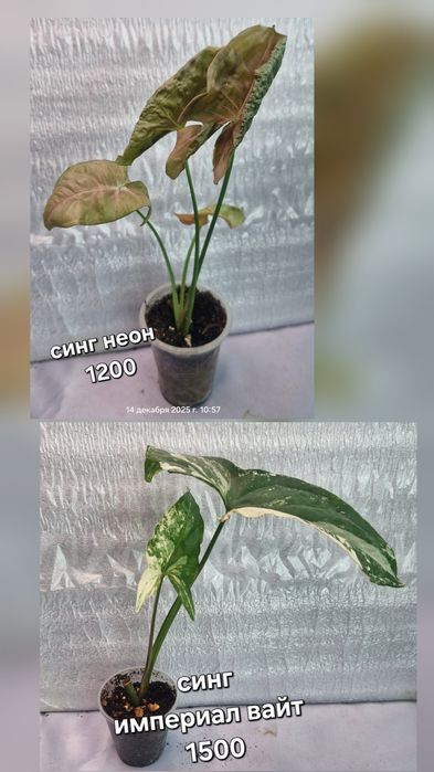 Комнатные растения в продажу