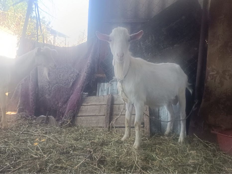 Продам срочно  продам