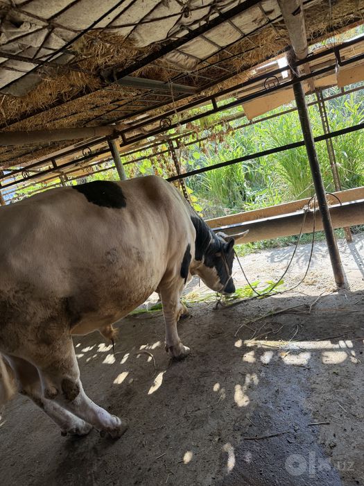 Kotta Buqa sotilad