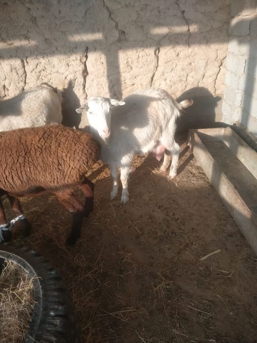 Сауынды ешки сауынды