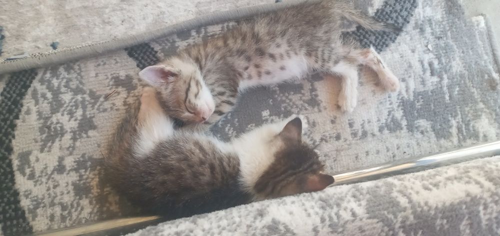 Mushukchalar, mehribon qo'llarga bepulga beriladi