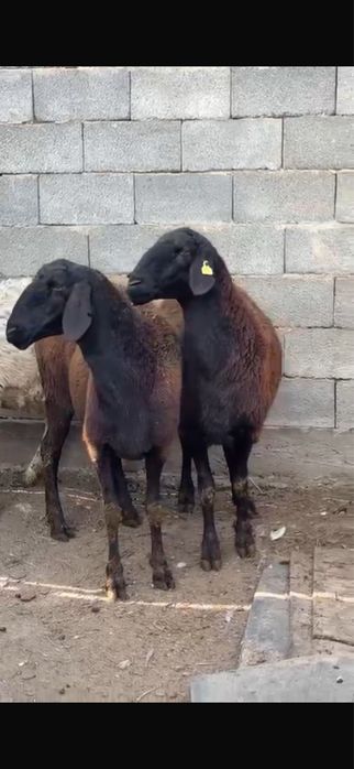 Продам гисар