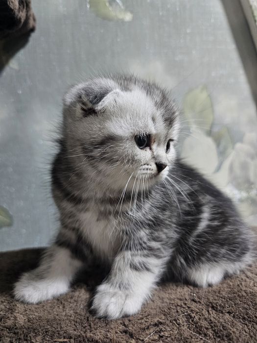 Котята британские