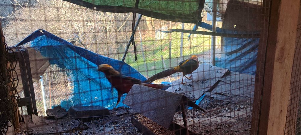 Червено златни  фазани