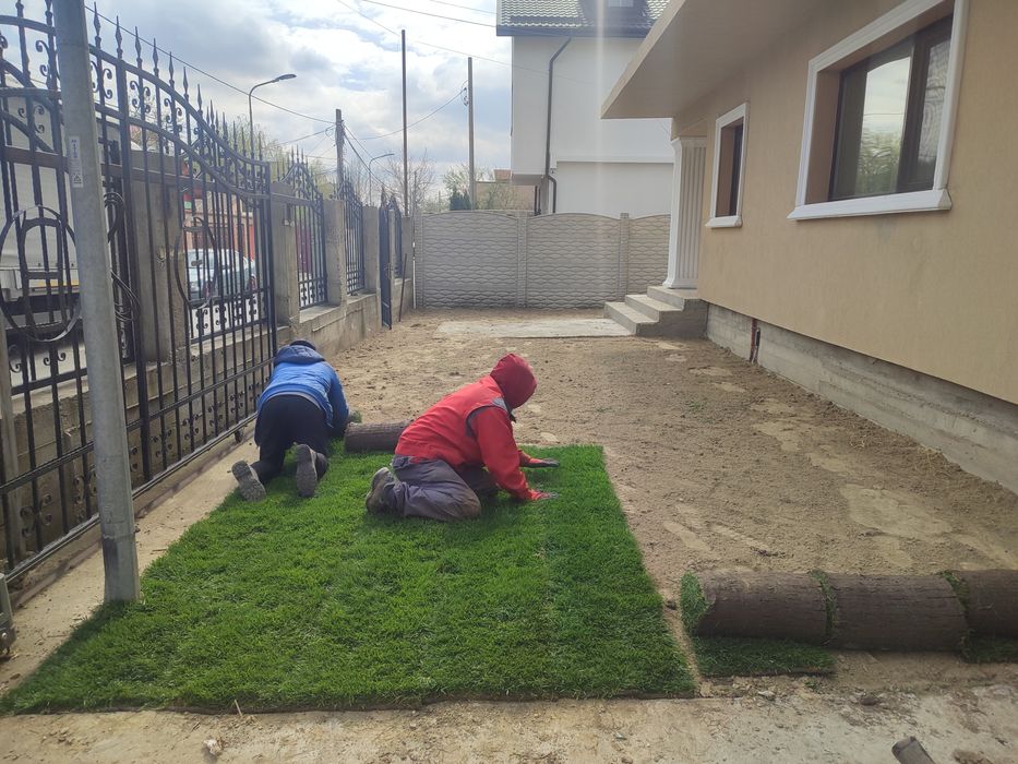 Producător gazon rulou 24 de lei m2 transport și montaj inclus în preț
