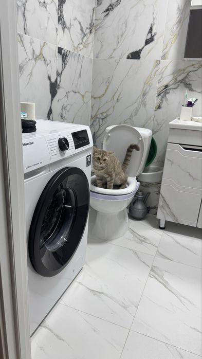 Отдаем кота в добрые руки