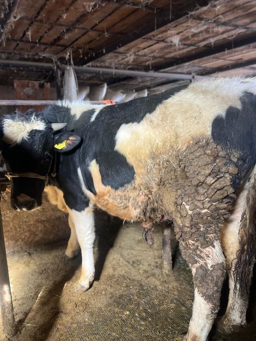 Продам бычки чернопестрая голштин