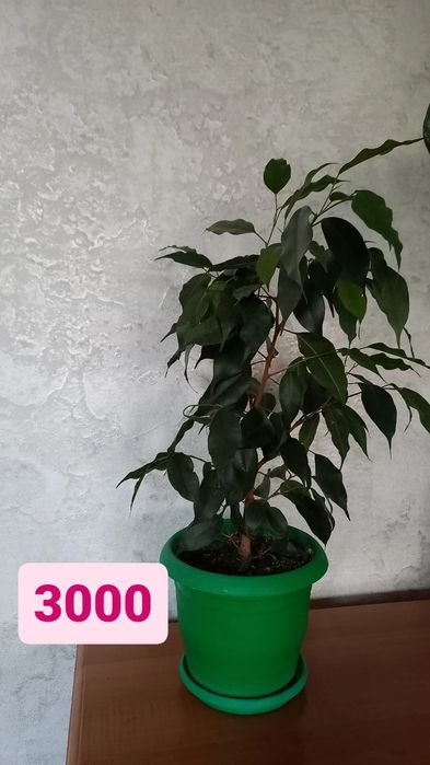 Продаю комнатные цветы