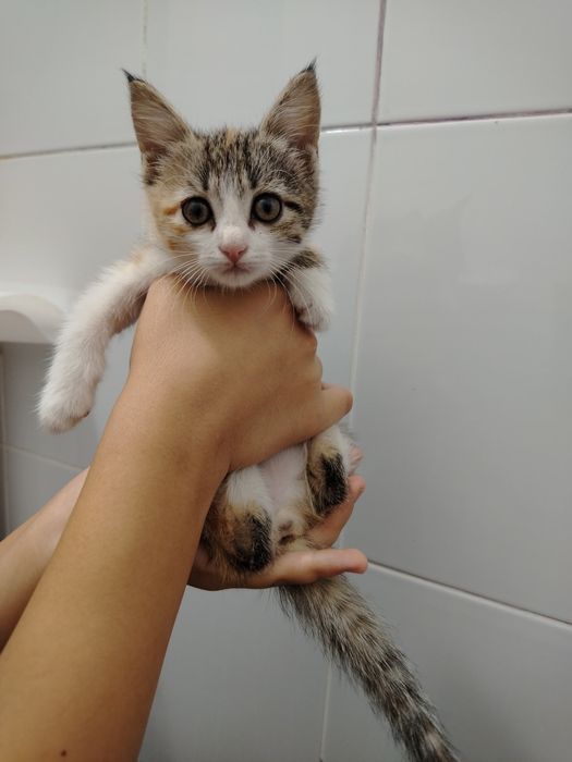 Отдаем котят в хорошие, добрые руки даром!