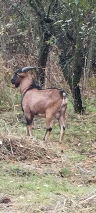 Vând țap  alpin  ,în vârstă de 10 luni