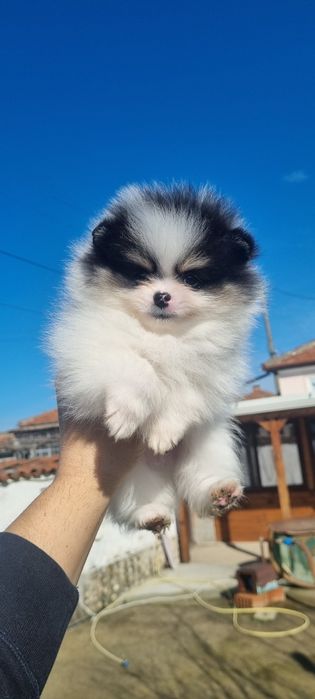 Померан померанче