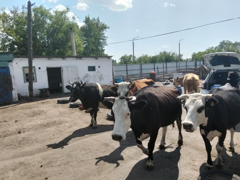 Продам коров дойных