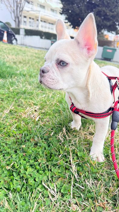 Френски булдог уникален