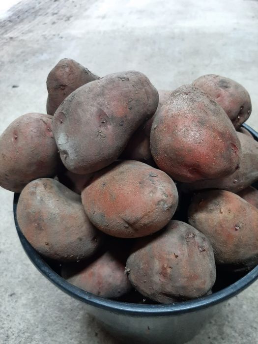 Продам крупный едовой картофель