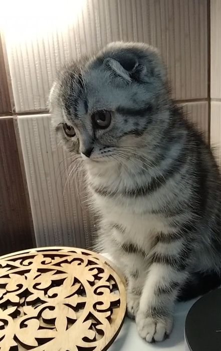 Девочка фолд. С документами.