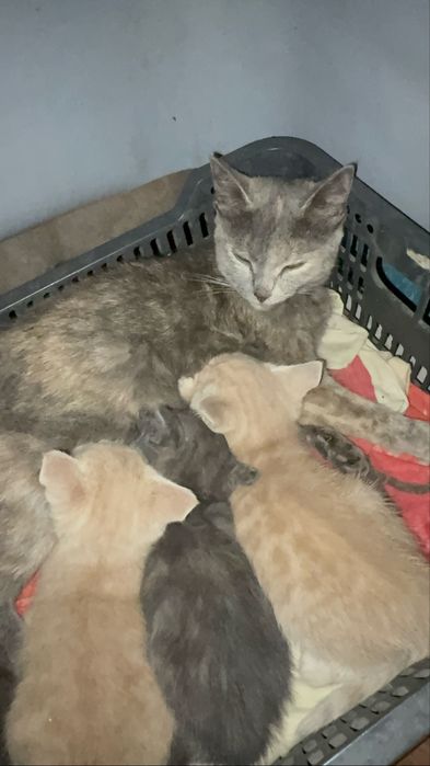 Продам 3 котят , по 4000