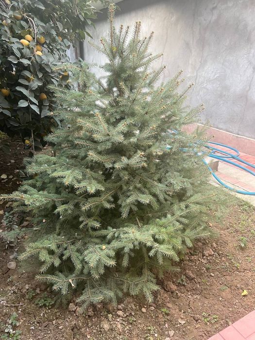 Archa sotiladi,boyi 2 metr