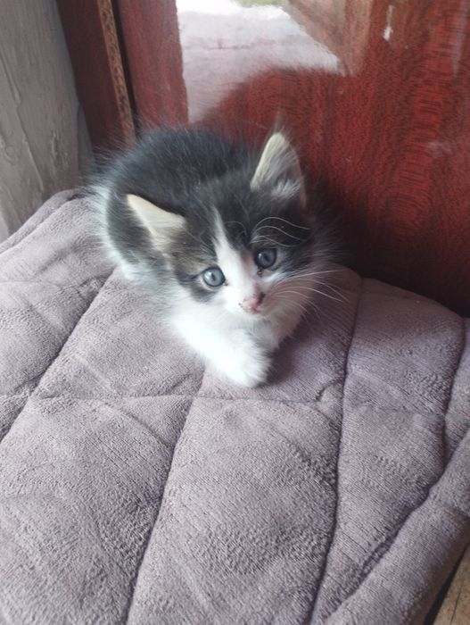 Отдам даром котят