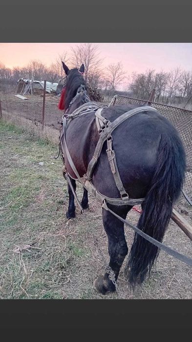 Vand Armasar de lucru