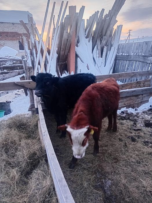 7 месяцев находится в Фёдоровке