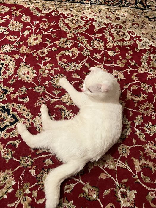 Отдам в добрые руки