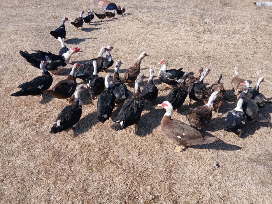 Продам Самки индоутки