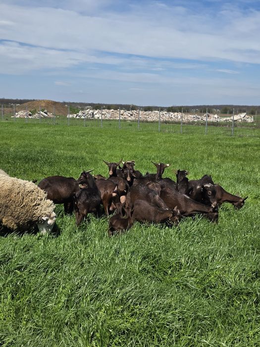 Capre murcuiana granadina de vanzare
