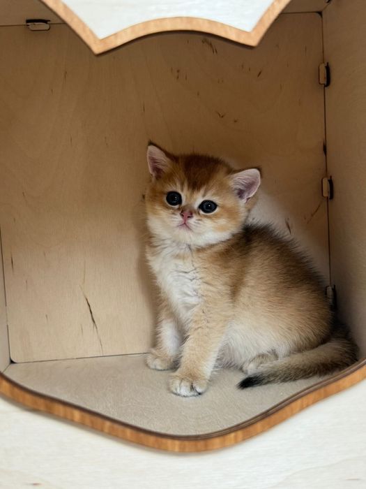 Шишиллы маалышии золтые