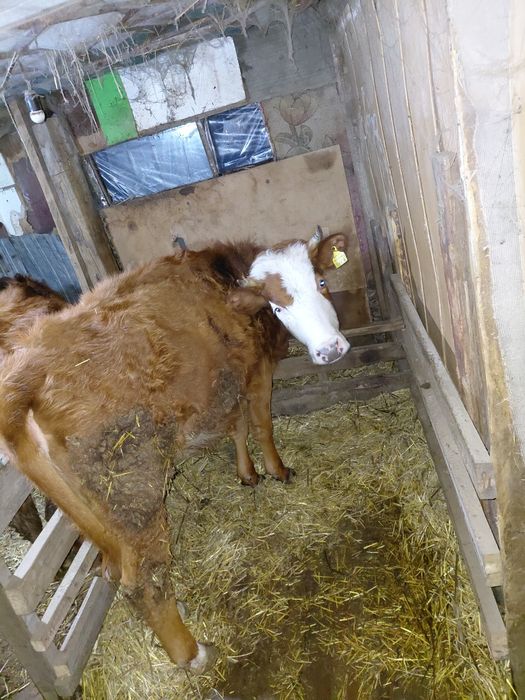 Сиыр, корова, крс