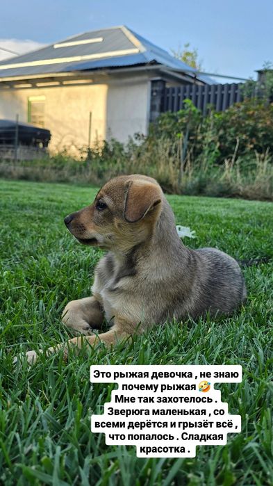 Щенками нужен дом