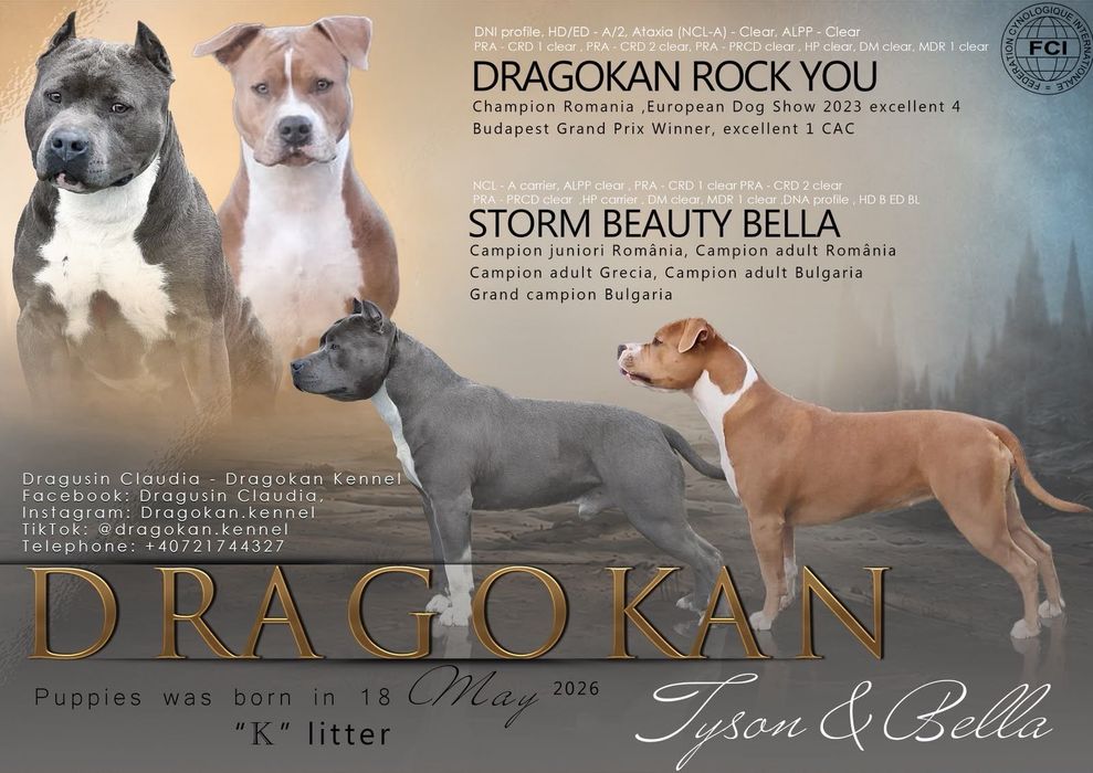 Amstaff rasă pură cu pedigree