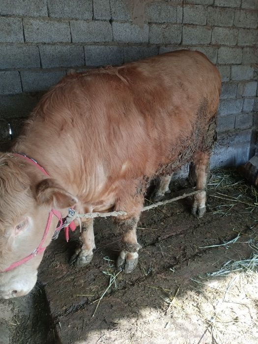 Бұқа сатылады семіз