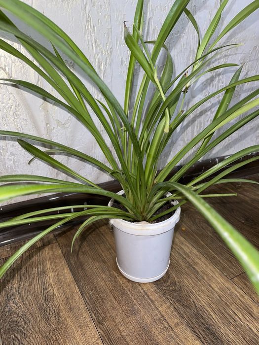 Комнатные цветы, хлорофитум.  !