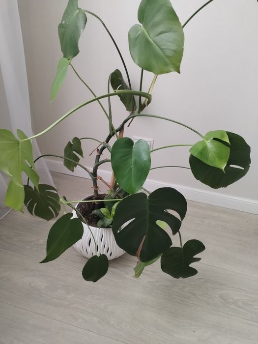 Цветок комнатный Монстера