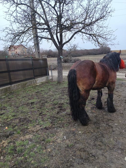 Vând harmasar de 6 ani bun se monta trage bine  cu acte la zi