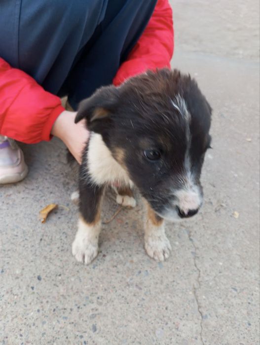 Ищем добрых хозяев!